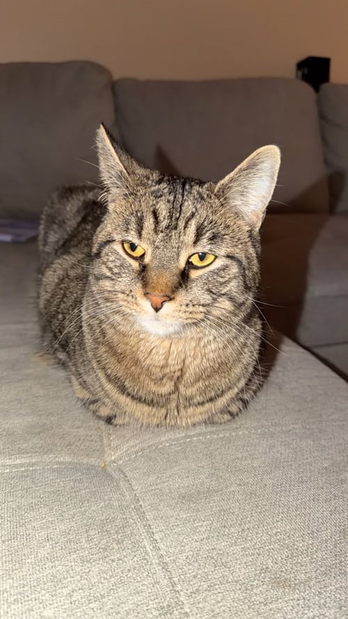 DEWALT - Domestic Short Hair available for adoption