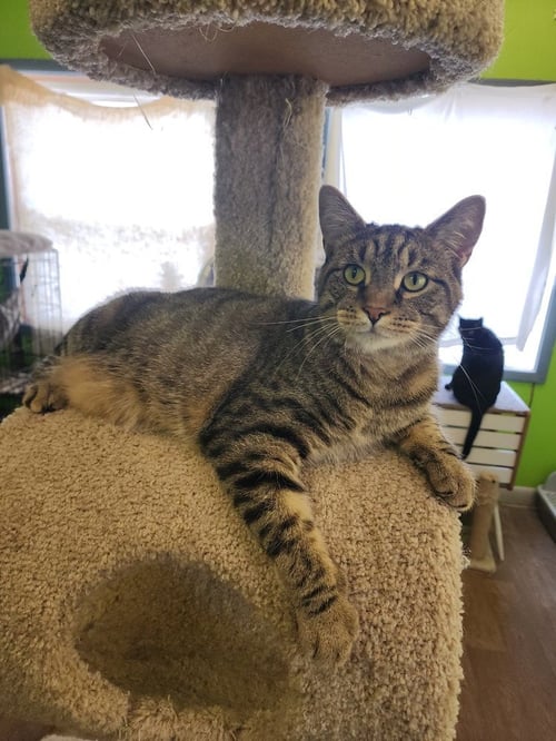 DEWALT - Domestic Short Hair for adoption in Owensboro