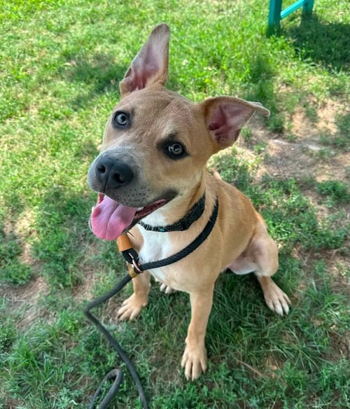 TITAN - Pit Bull Terrier / Labrador Retriever available for adoption