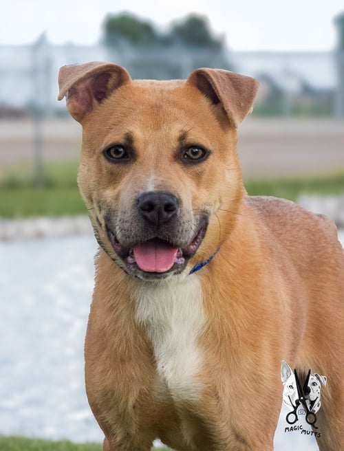 TITAN - Pit Bull Terrier / Labrador Retriever available for adoption