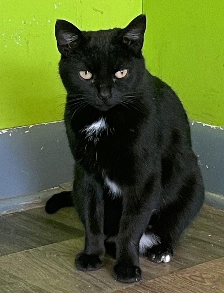 STOCKWELL - Domestic Short Hair available for adoption