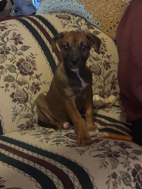 STARRY - Terrier available for adoption