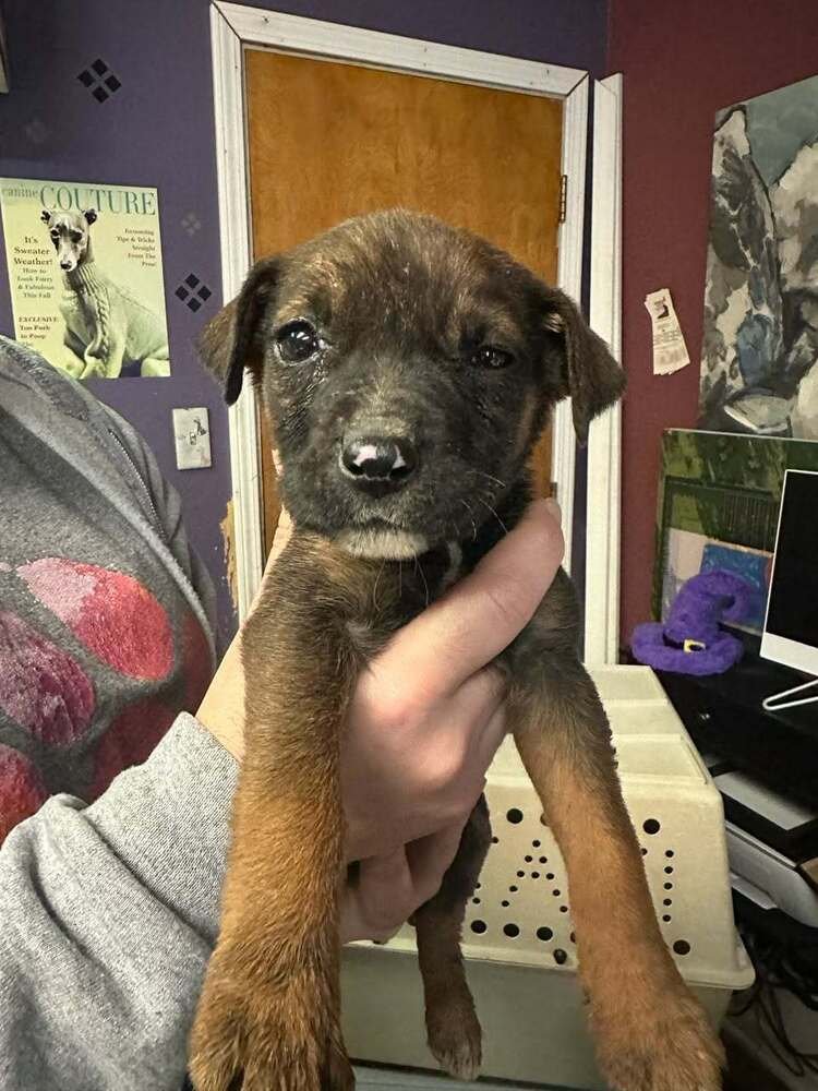 STARRY - Terrier available for adoption