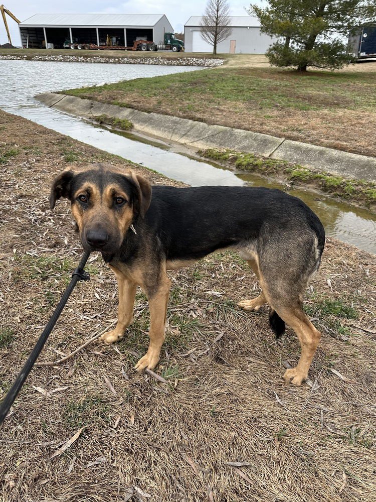 JUPITER - Rottweiler / Husky available for adoption