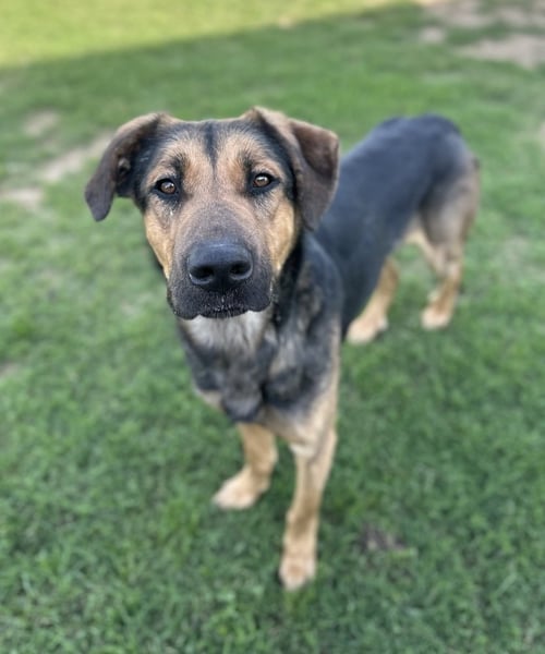 JUPITER - Rottweiler / Husky available for adoption
