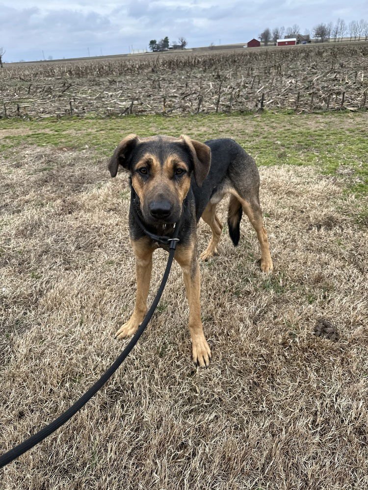 JUPITER - Rottweiler / Husky available for adoption