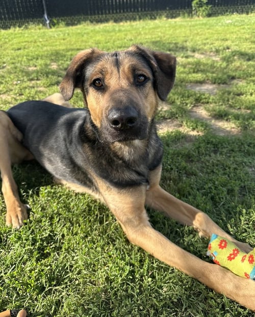 JUPITER - Rottweiler / Husky available for adoption