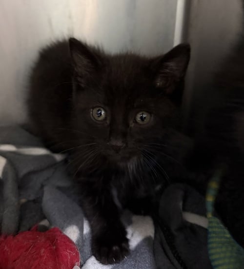 SOLSTICE - Domestic Short Hair available for adoption