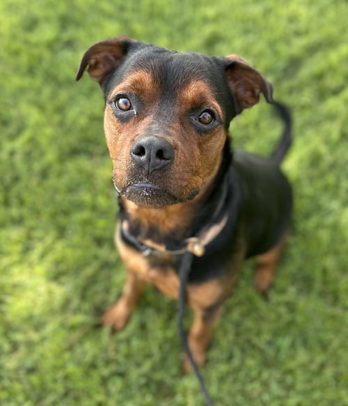 HALEN - Rottweiler available for adoption
