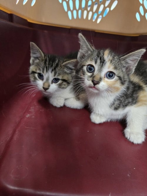 HOTLANTA - Domestic Short Hair available for adoption