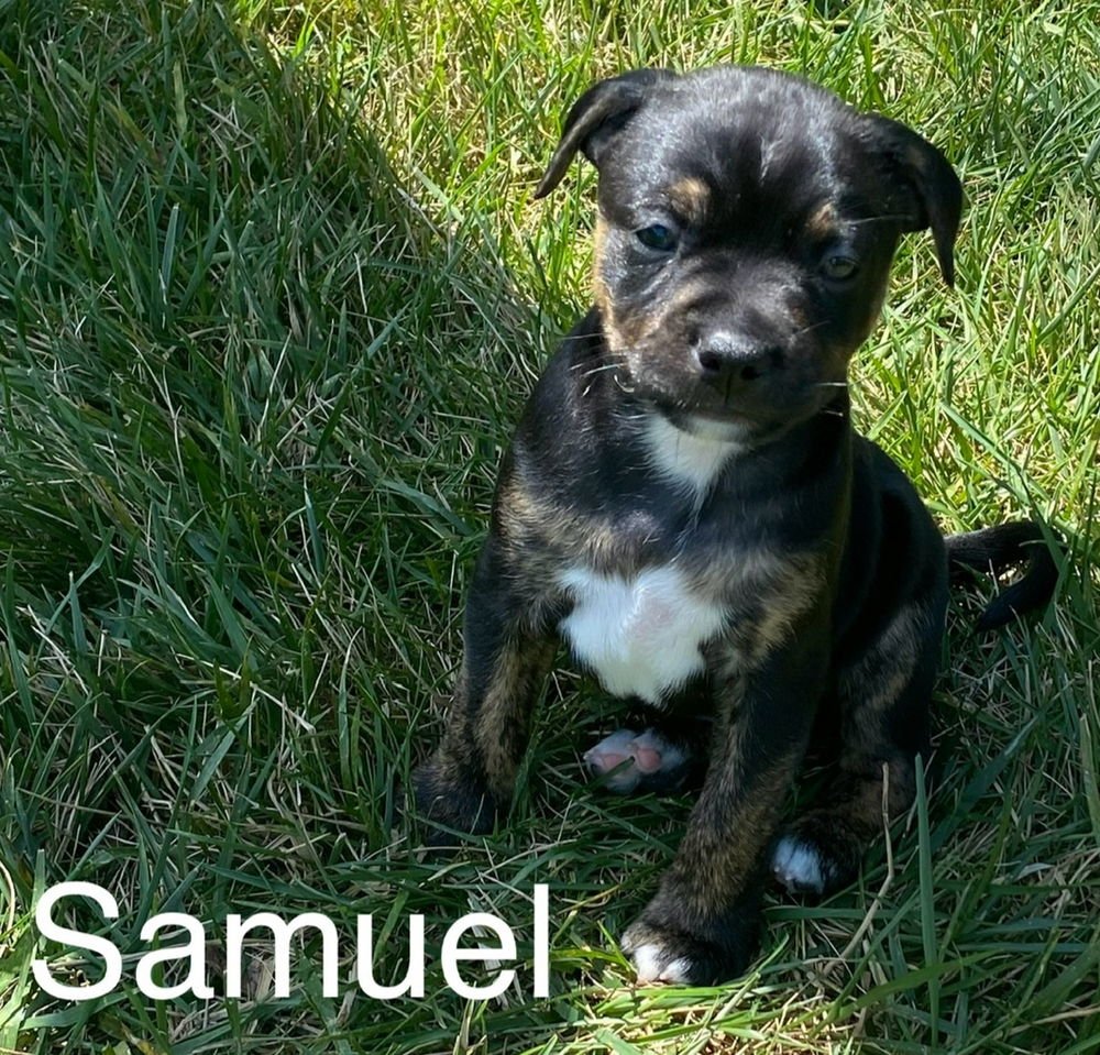 SAMUEL - Boston Terrier / Chihuahua available for adoption