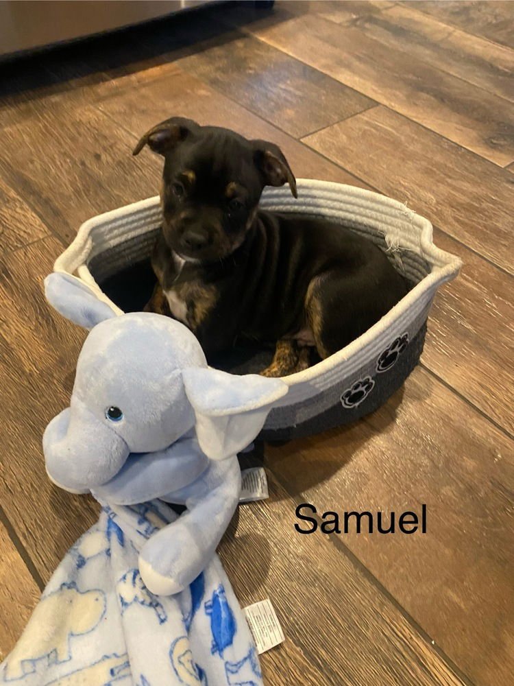 SAMUEL - Boston Terrier / Chihuahua available for adoption