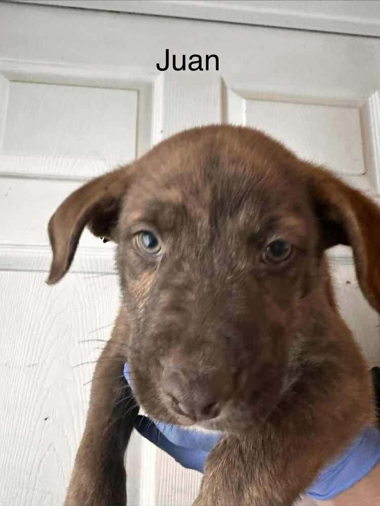 JUAN - Pit Bull Terrier available for adoption