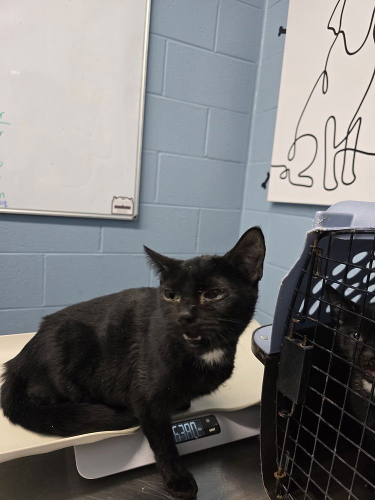 GINA - Domestic Short Hair available for adoption