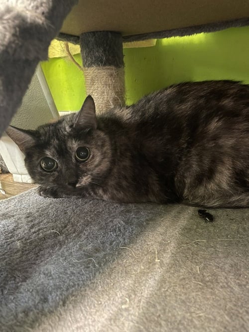 MISTY - Domestic Short Hair available for adoption