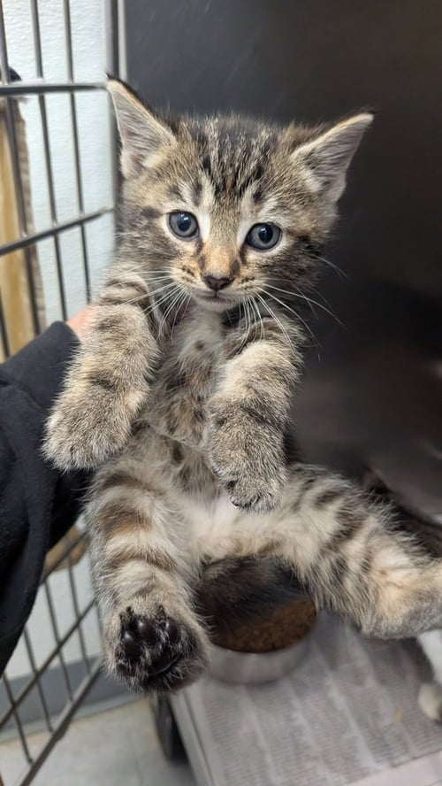 SHEGO - Domestic Medium Hair available for adoption