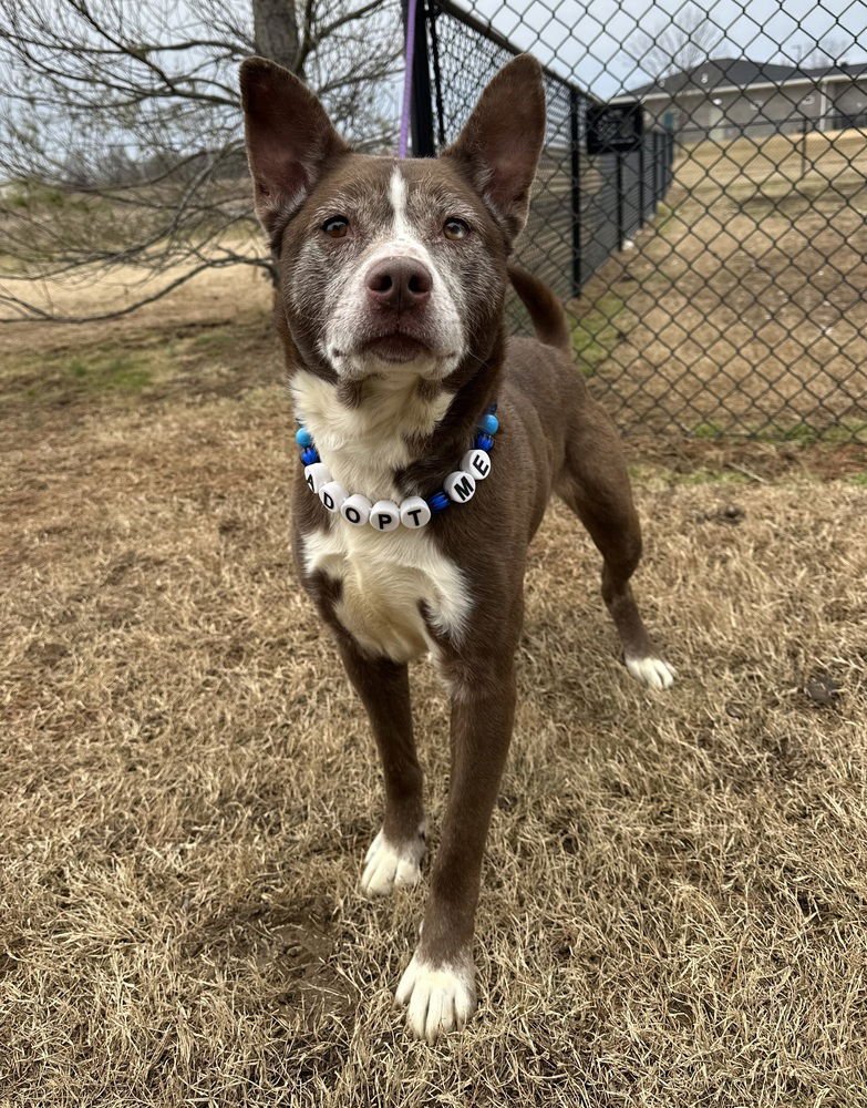 TARRENCE - Husky / Shepherd available for adoption