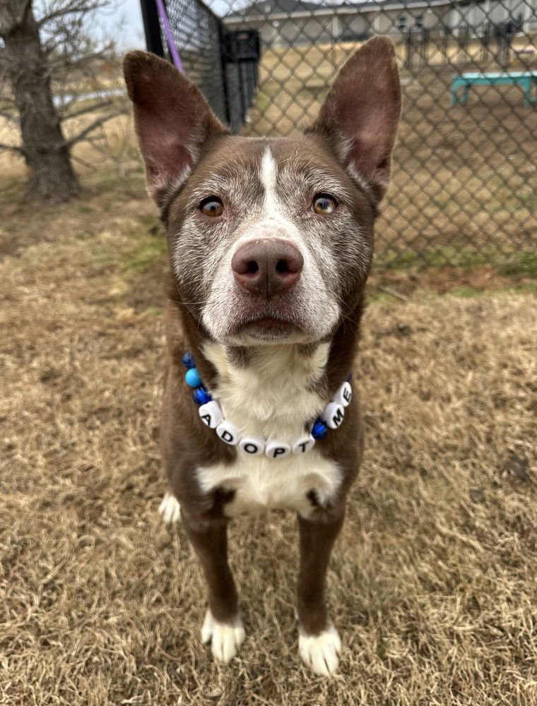 TARRENCE - Husky / Shepherd available for adoption