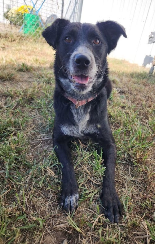 TAHLIA - Border Collie available for adoption