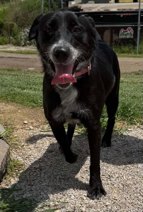 TAHLIA - Border Collie available for adoption