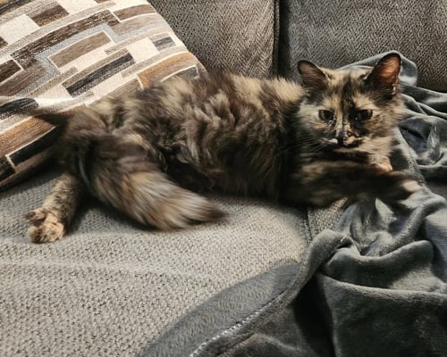 MAYHEM - Domestic Medium Hair available for adoption