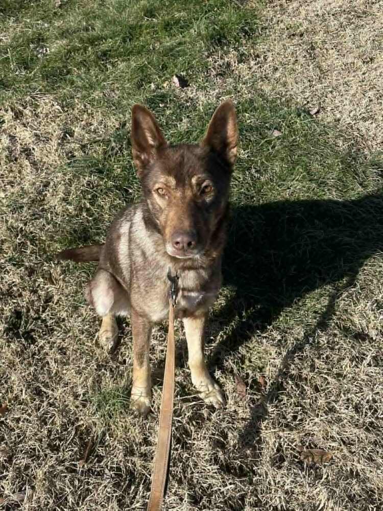 CELESTRIA - German Shepherd Dog available for adoption