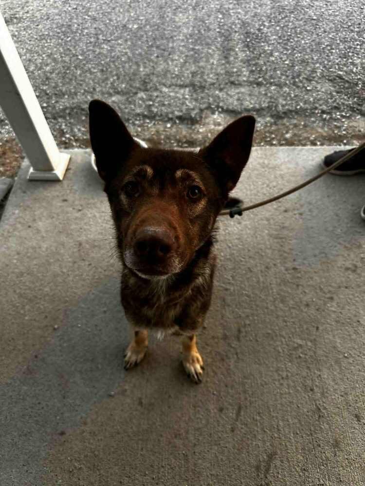 CELESTRIA - German Shepherd Dog available for adoption