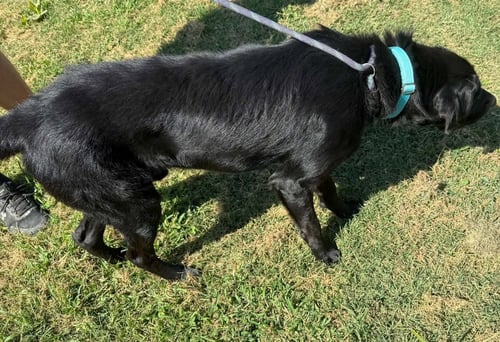 ROOK - Labrador Retriever available for adoption