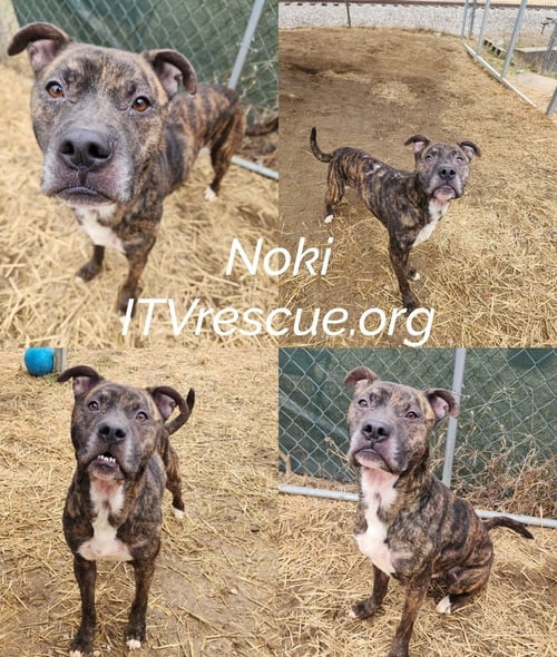 NOKI - Boxer / Pit Bull Terrier available for adoption