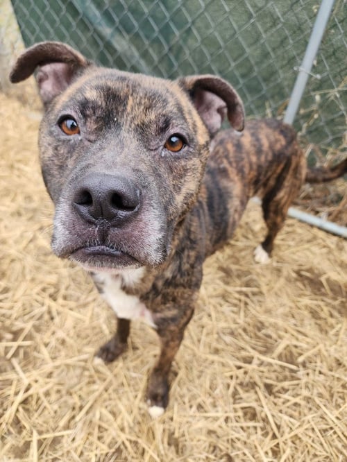 NOKI - Boxer / Pit Bull Terrier available for adoption