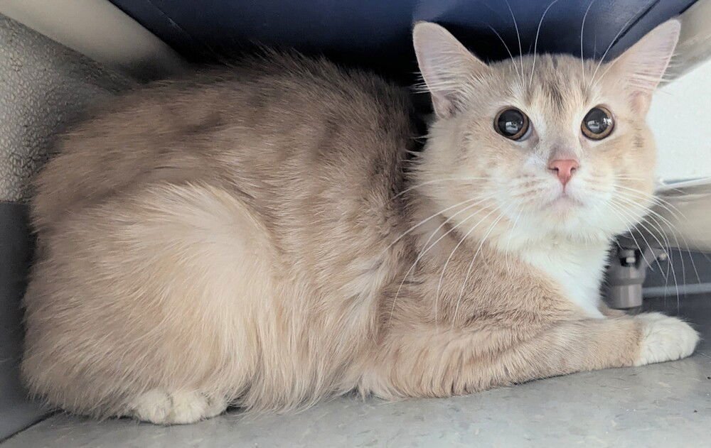 BOOGIE - Domestic Medium Hair available for adoption