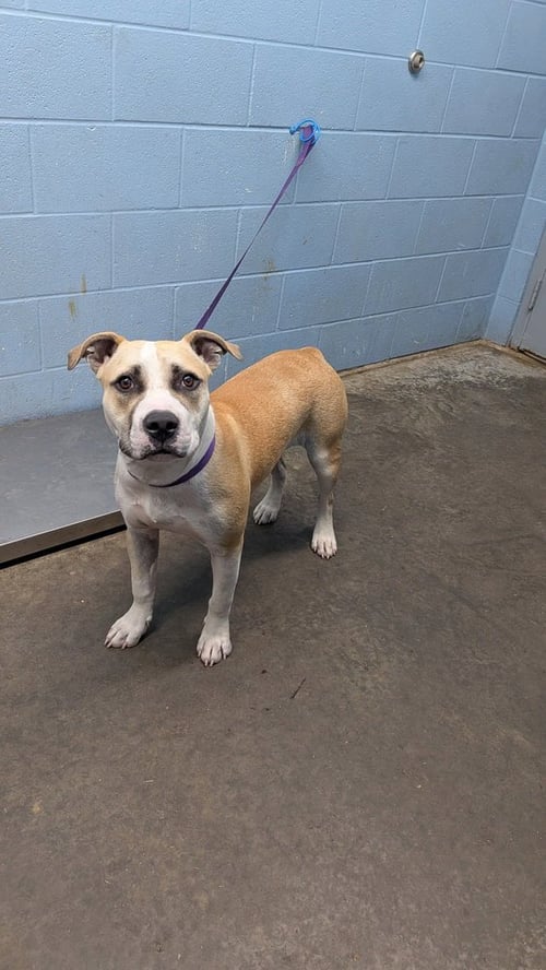 EDWIN - Pit Bull Terrier available for adoption