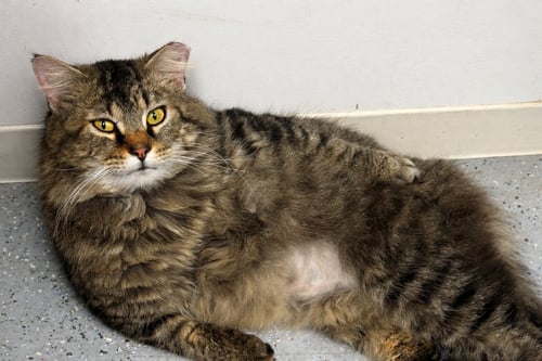 CHAD - Domestic Medium Hair available for adoption