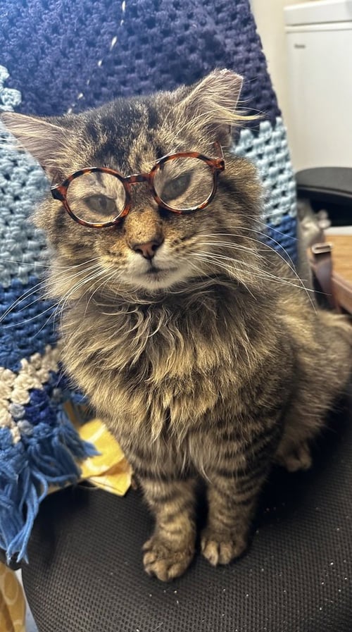 CHAD - Domestic Medium Hair available for adoption