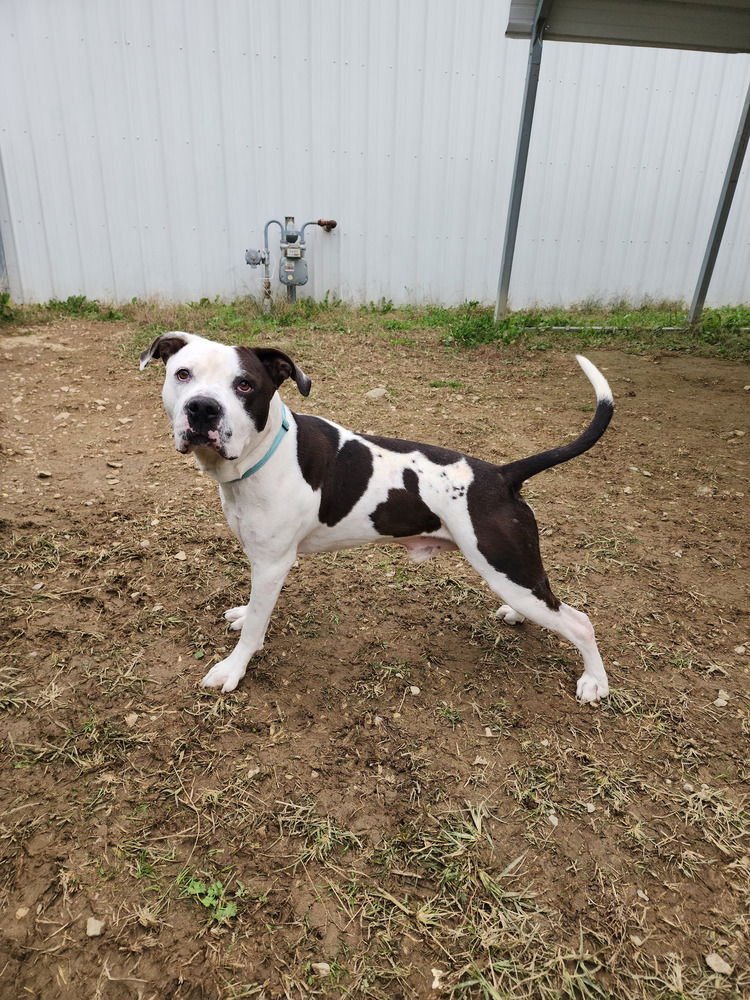 KING ZEUS - Pit Bull Terrier available for adoption