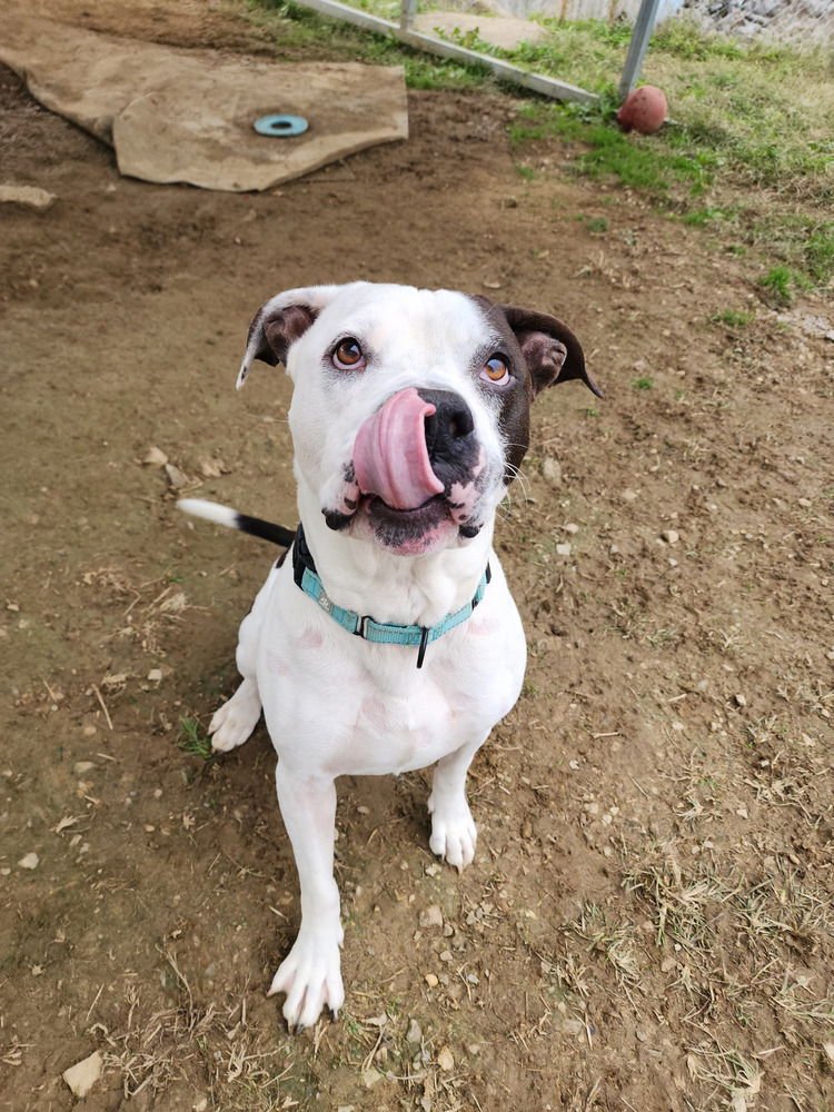 KING ZEUS - Pit Bull Terrier available for adoption