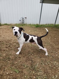 King Zeus - Photo 1