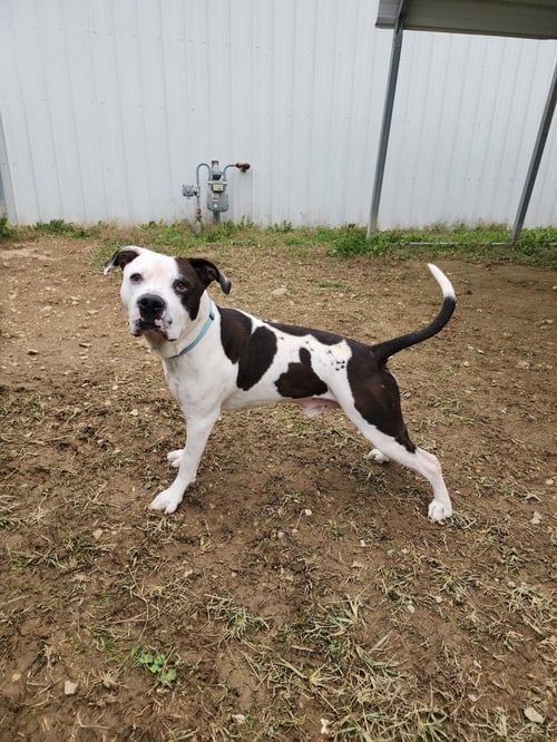 KING ZEUS - Pit Bull Terrier available for adoption