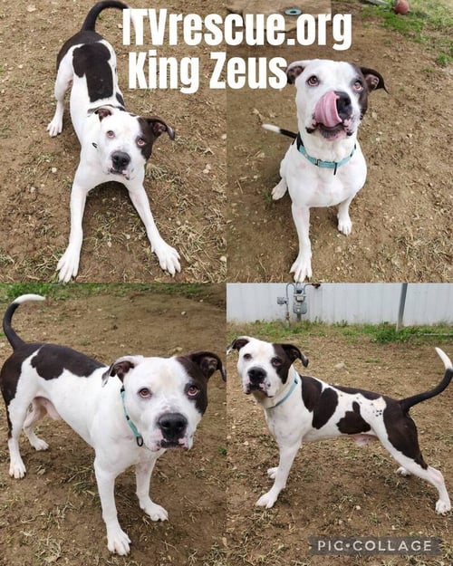 KING ZEUS - Pit Bull Terrier available for adoption