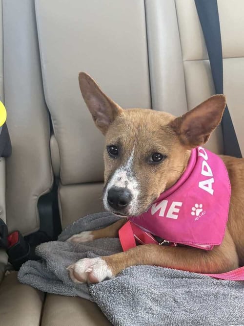 HARRIET - Terrier available for adoption