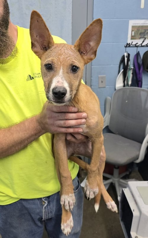 HARRIET - Terrier available for adoption