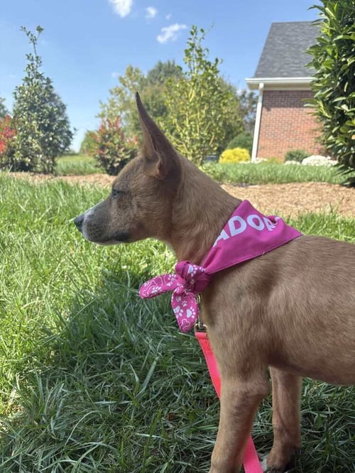 HARRIET - Terrier available for adoption