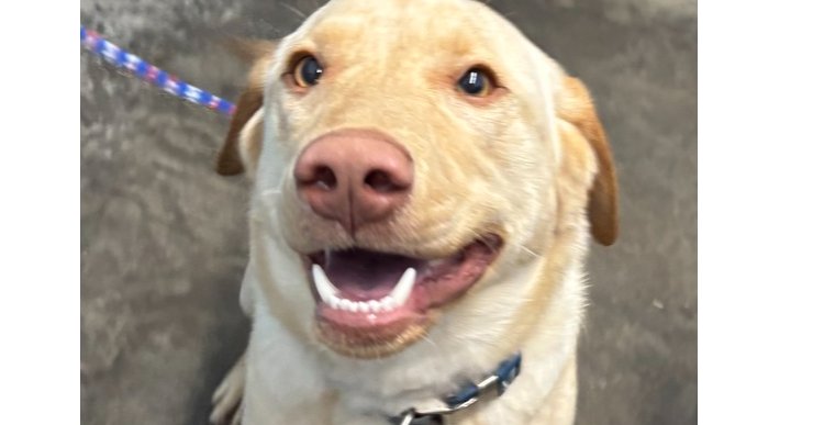 GRETTA - Labrador Retriever available for adoption