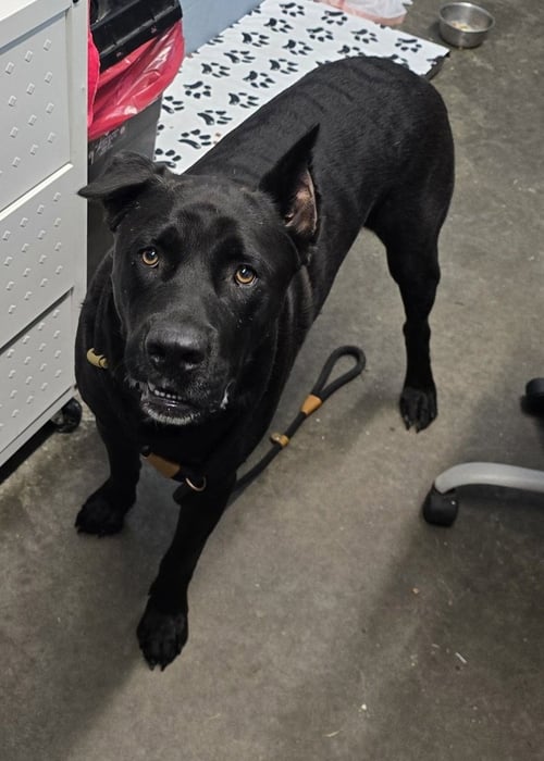 MALIK - Cane Corso Mastiff available for adoption