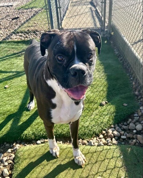 REMMINGTON - Boxer available for adoption