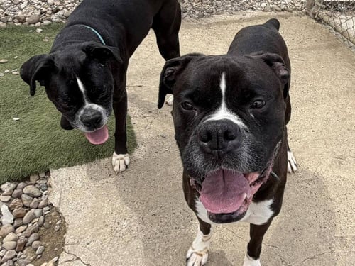 REMMINGTON - Boxer available for adoption