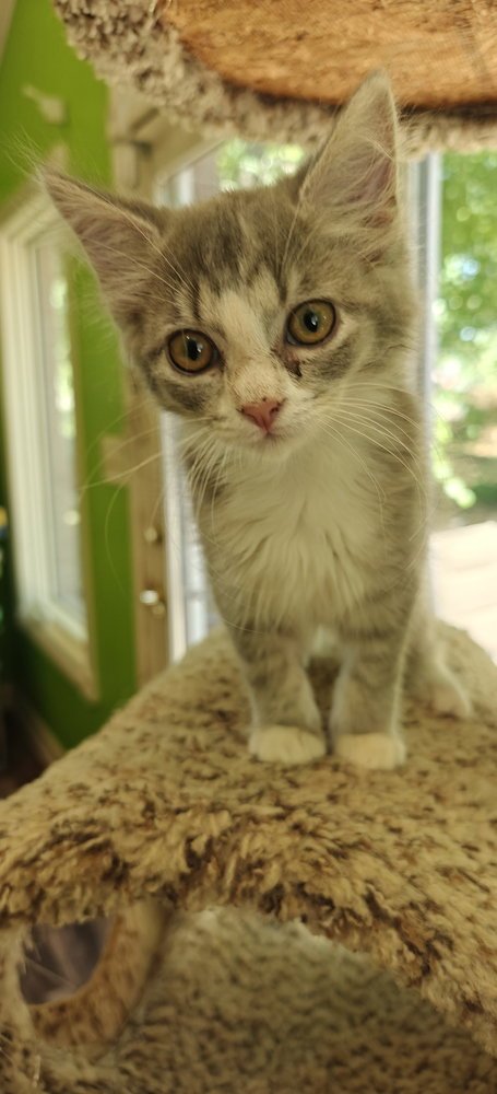 ARGON - Domestic Short Hair available for adoption