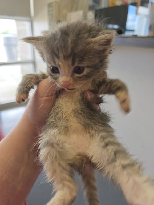 ARGON - Domestic Short Hair available for adoption