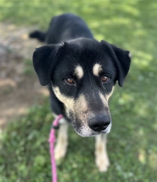 RAHRAH - Husky / Shepherd available for adoption