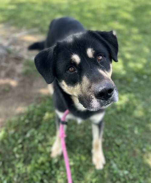 RAHRAH - Husky / Shepherd available for adoption
